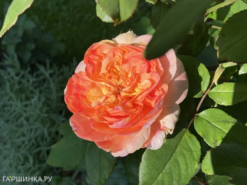 Роза Папи Дельбар, Дельбар (лиц)