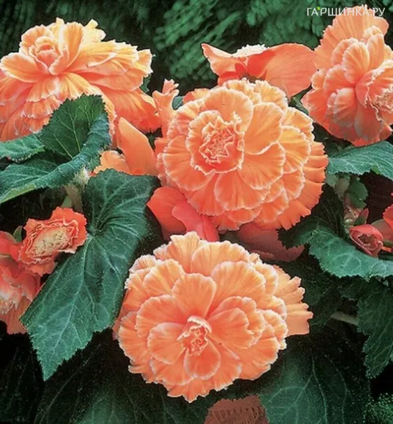 Бегония Пикоти Лейс Оранж 1шт