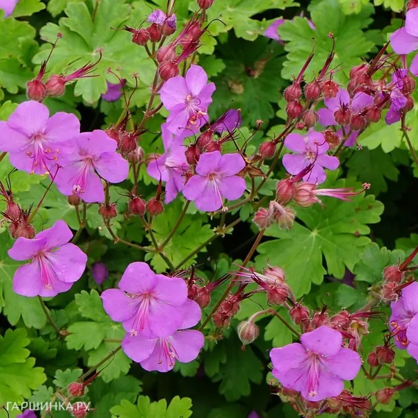 Герань Кармина кембриджская