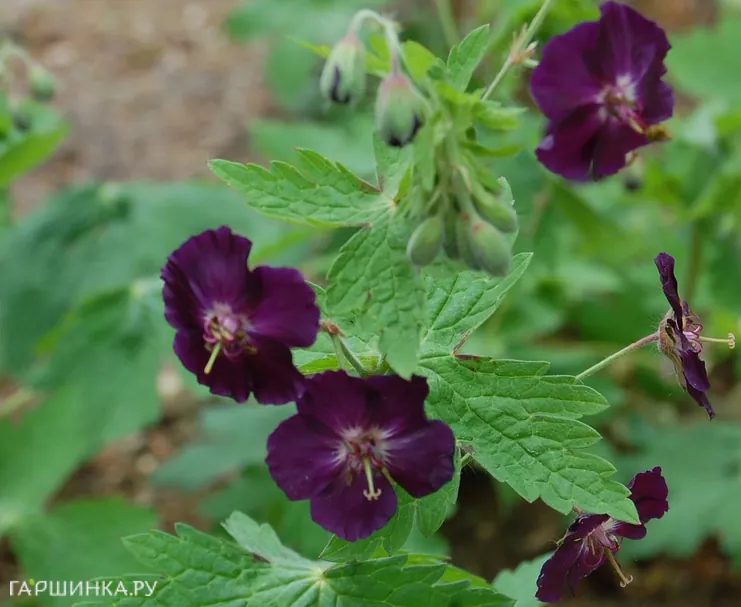 Герань Ревен темная