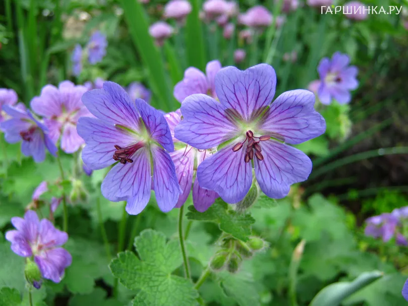 Герань Филипп Ваппель