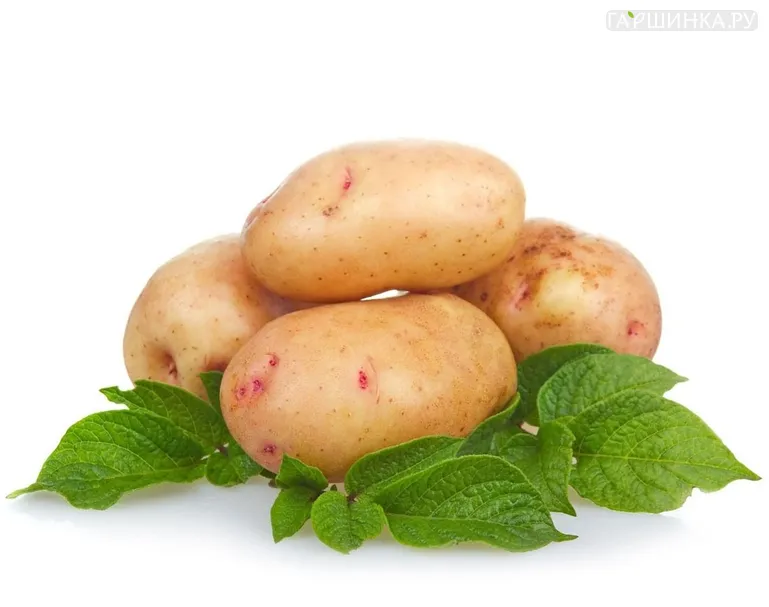 Картофель Аврора