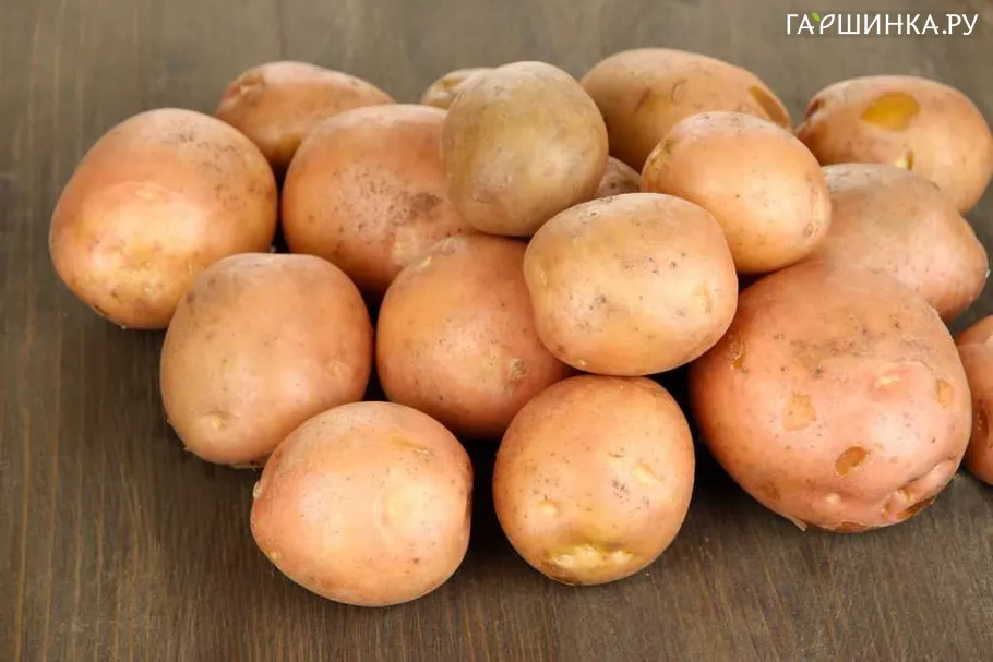 Картофель Холмогорский (репродукция Супер-Элита) 10шт.
