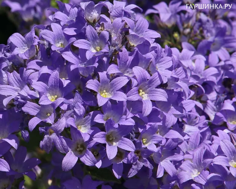 Колокольчик lactiflora Prichards Var.