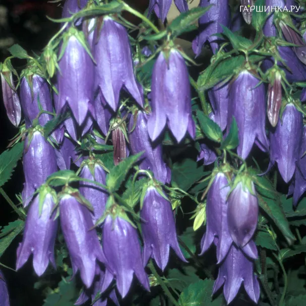 Колокольчик гибридный Сарастро