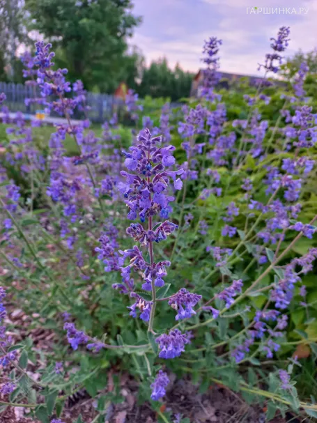 Котовник Фассена Уолкерс Лоу