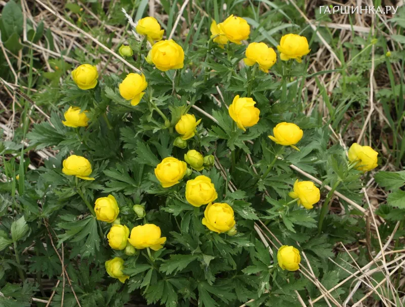 Купальница обыкновенная