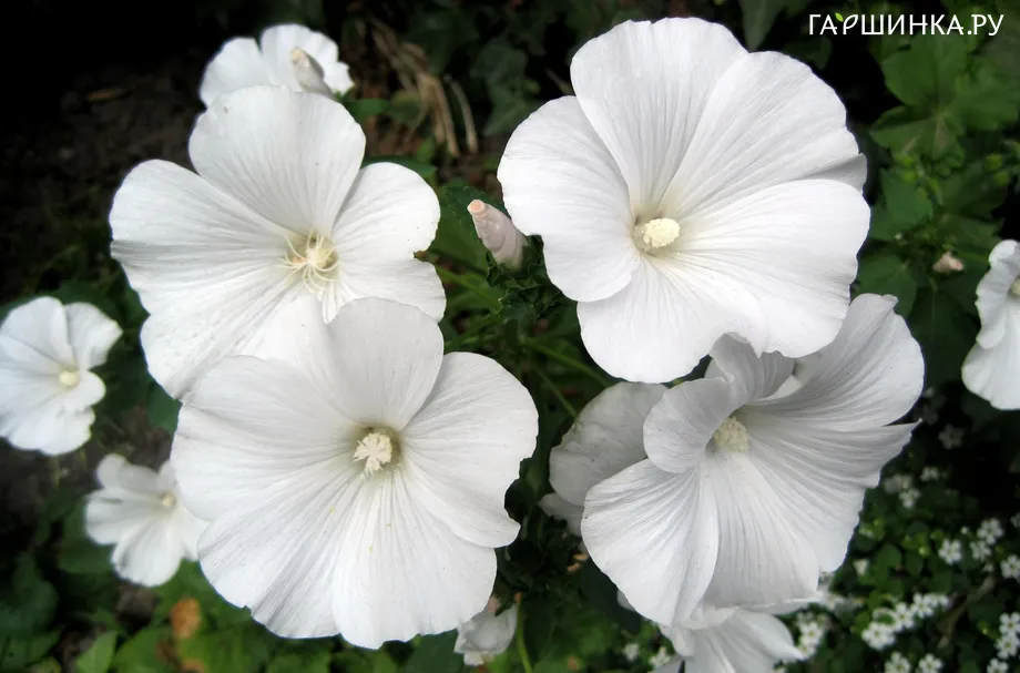 Лаватера White Satin