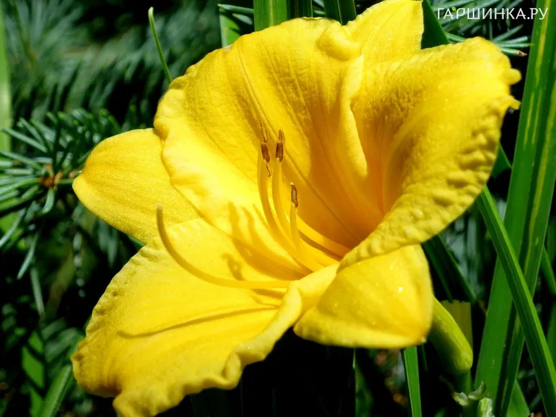 Лилейник Мини Стелла