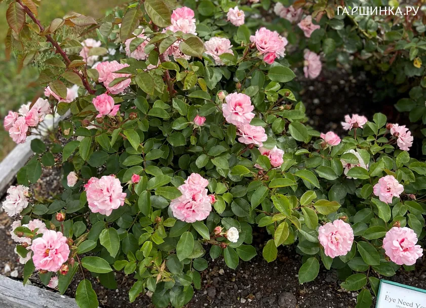 Роза Ай Нид Ю, Roses 4 Ever (лиц)