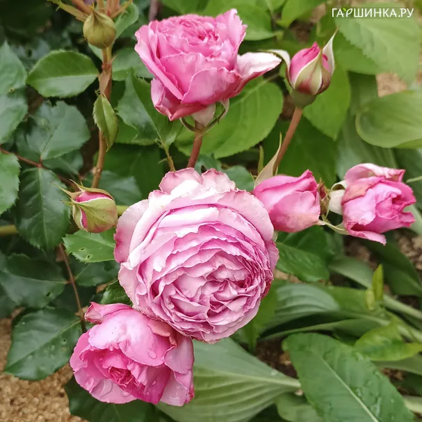 Роза Бразе Кадфаэль, Д.Остин кустарниковая (лиц)