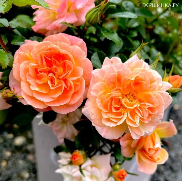 Роза Пич Дрифт, Мейян (лиц)