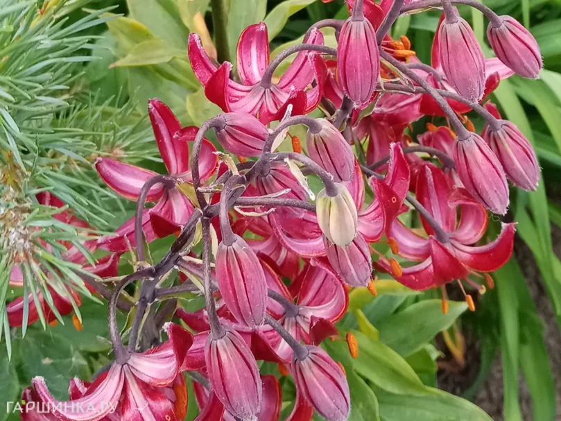 Лилия Клод Шрайд кудреватая 1шт