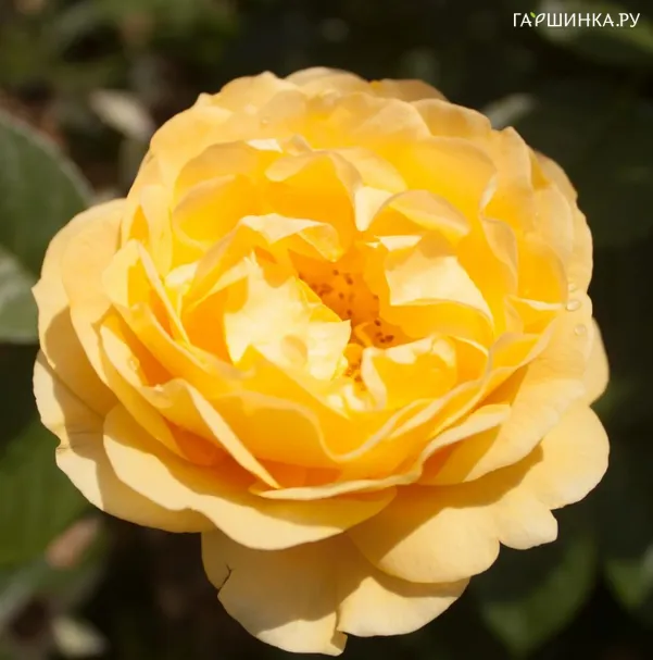 Роза Фабулос, Гийо (лиц)