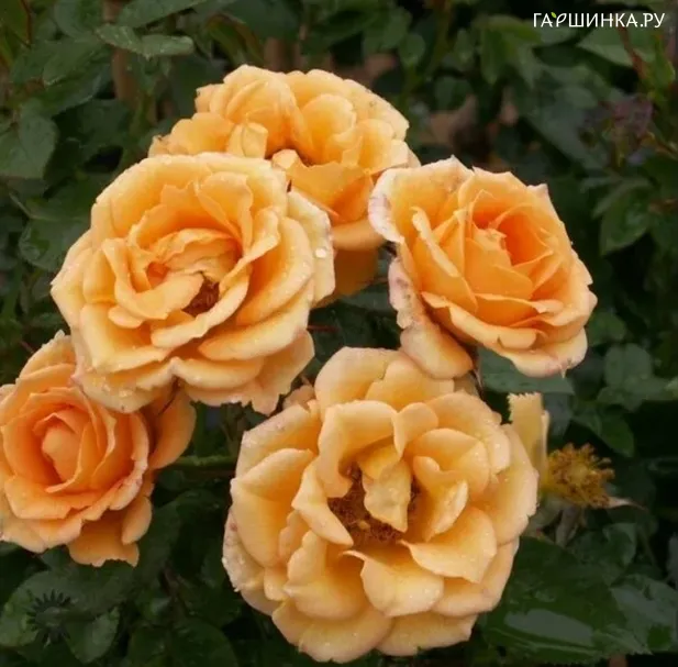 Роза Флэминг Кавер, Пулсен (лиц)