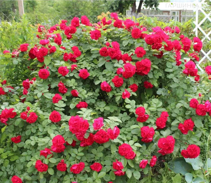 Роза Хансалэнд ругоза (лиц)