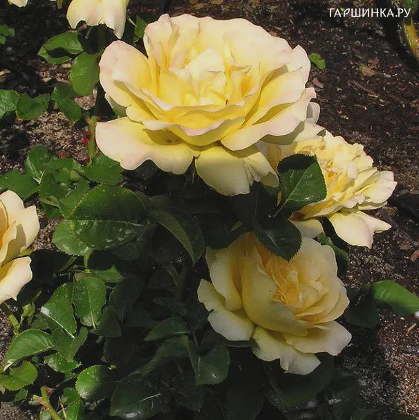Роза Хони Букет, Гийо (лиц)