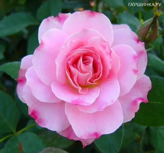 Роза Шарль Азнавур, Мейян (лиц)