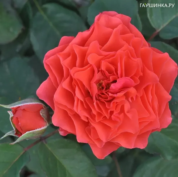 Роза Эклат де Корал/Леди оф Белград, Гийо (лиц)