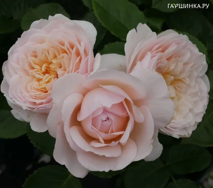 Роза Эмиль Гарцин, Гийо (лиц)