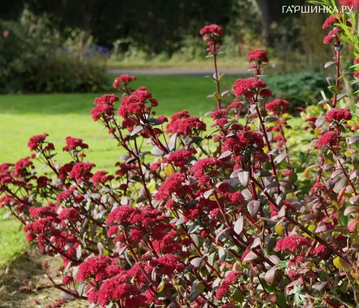 Очиток (седум) Ред Кули