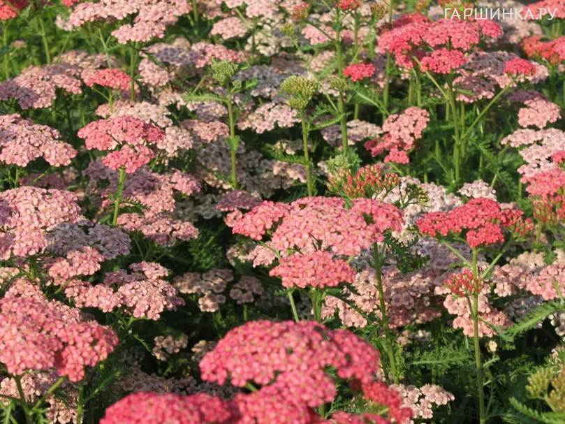Тысячелистник millefolium Apricot Delight