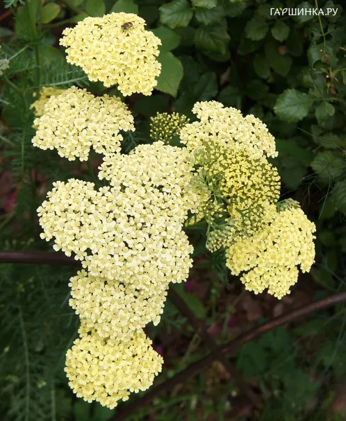 Тысячелистник millefolium Hella Glashoff