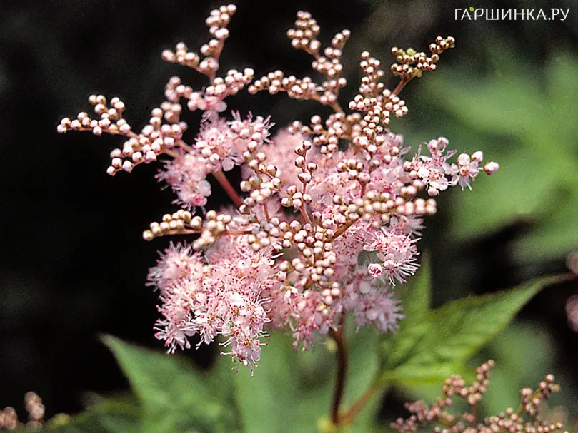 Филипендула purpurea Elegans