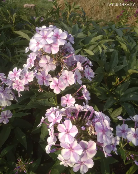 Флокс Капитан