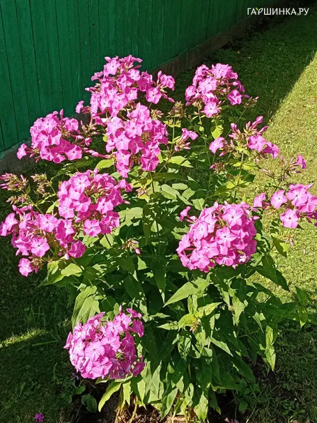 Флокс Кокетка