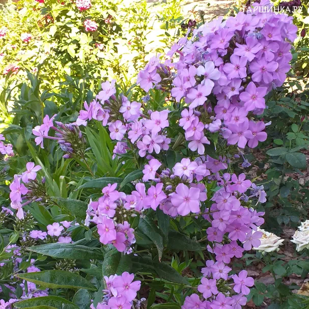Флокс Фея