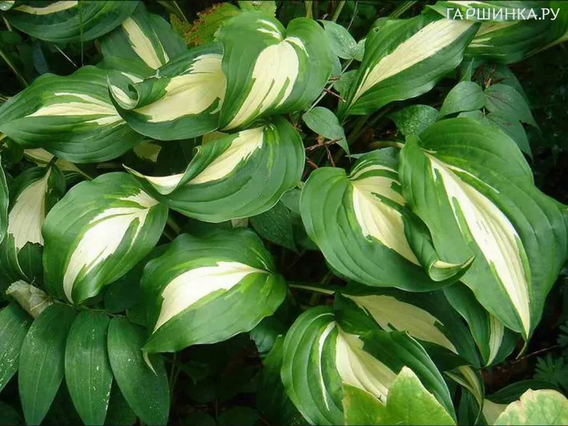 Хоста Ундулата Униватта волнистая (M)