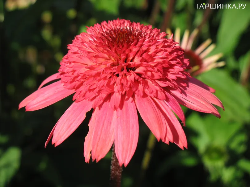 Эхинацея Расберри Трафл