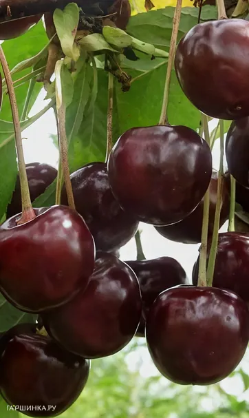 Вишня Октава