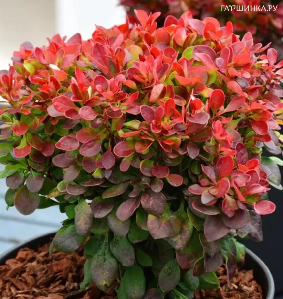 Барбарис Тунберга Лютин Руж