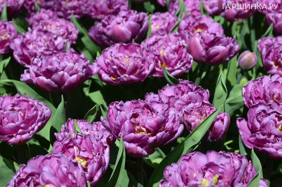 Тюльпан Дабл Негрита махровый поздний 5шт