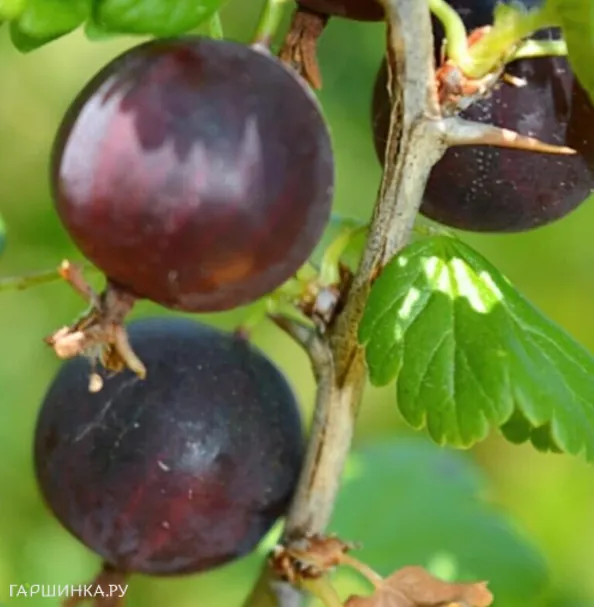 Крыжовник Черносливовый слабошипованный