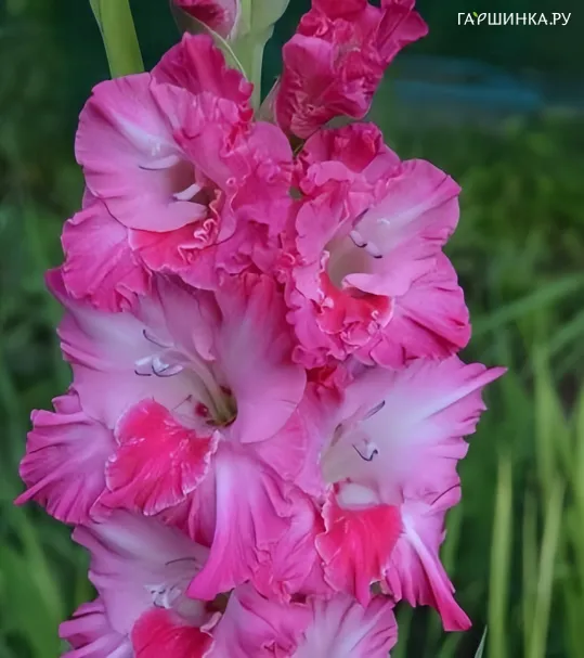 Гладиолус Вечорка