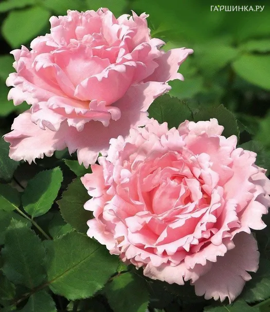 Роза Софи Роша, Дельбар (лиц)