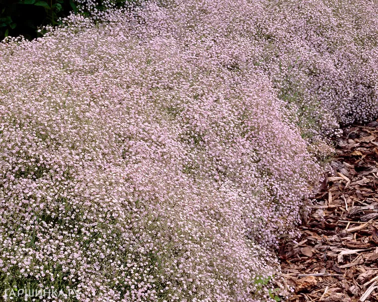 Гипсофила тихоокеанская розовая