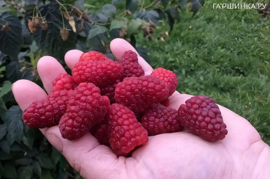 Малина Атлант ремонтантная высокоурожайная (лицензионная)