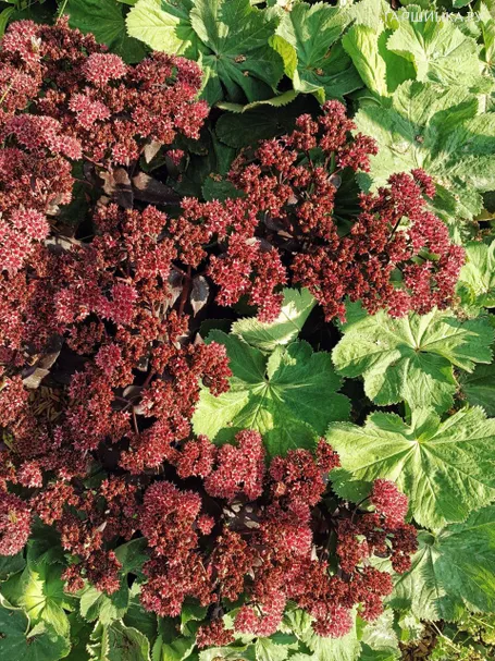 Очиток (седум) Джози Аубергайн