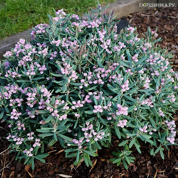 Андромеда Блю Айс