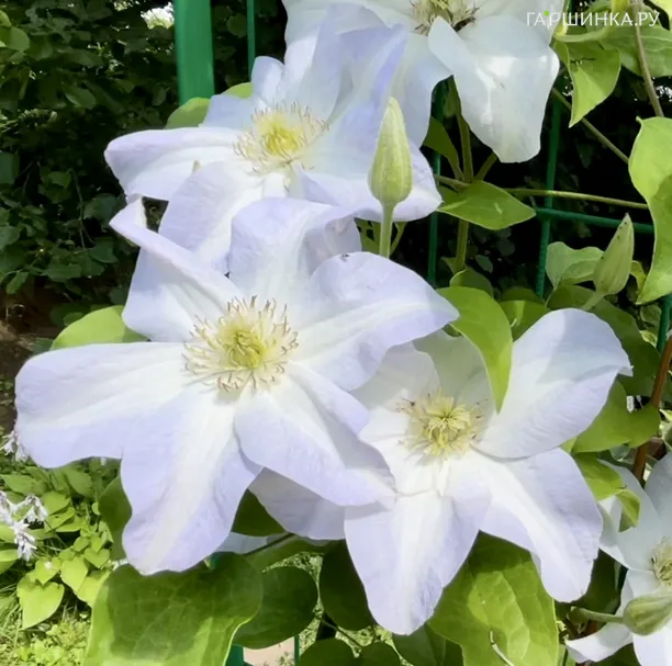 Клематис Юкикомаши крупноцветковый (2)