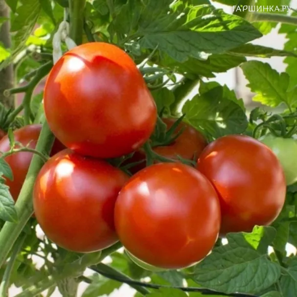 Томат Тамина 20шт