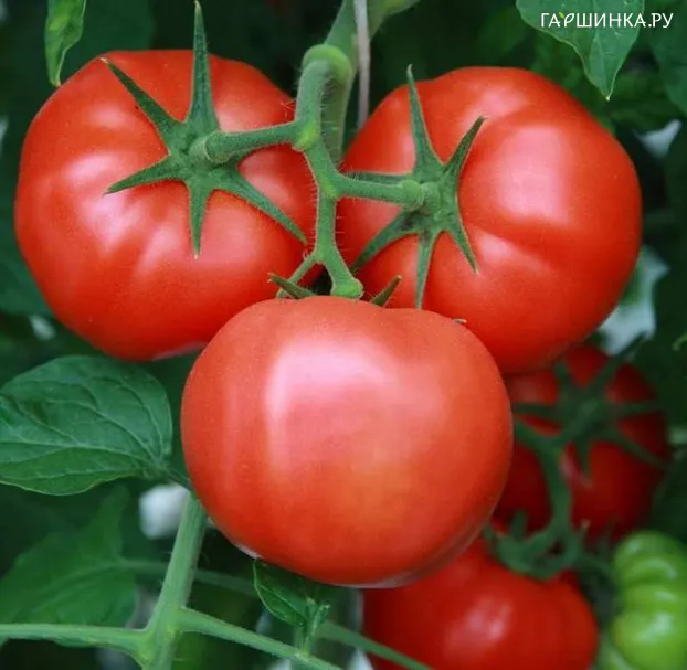 Томат Ультраскороспелый 20шт
