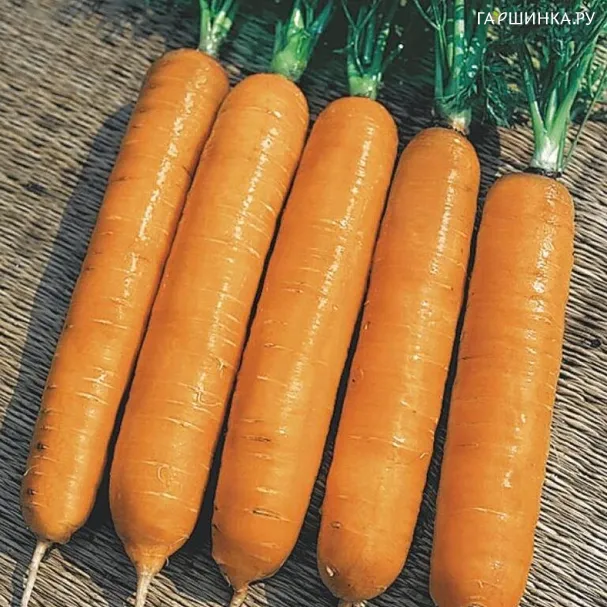 Морковь на ленте Медовая