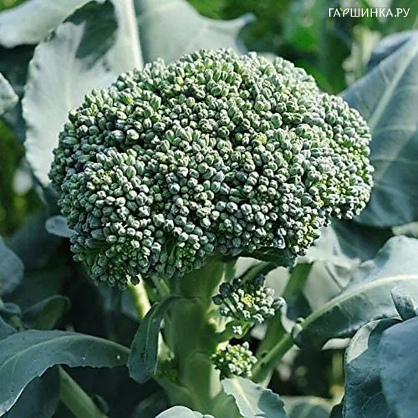Брокколи Маратон F1 15 шт