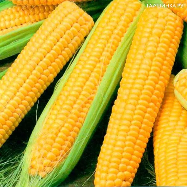 Кукуруза Сахарный початок 6шт