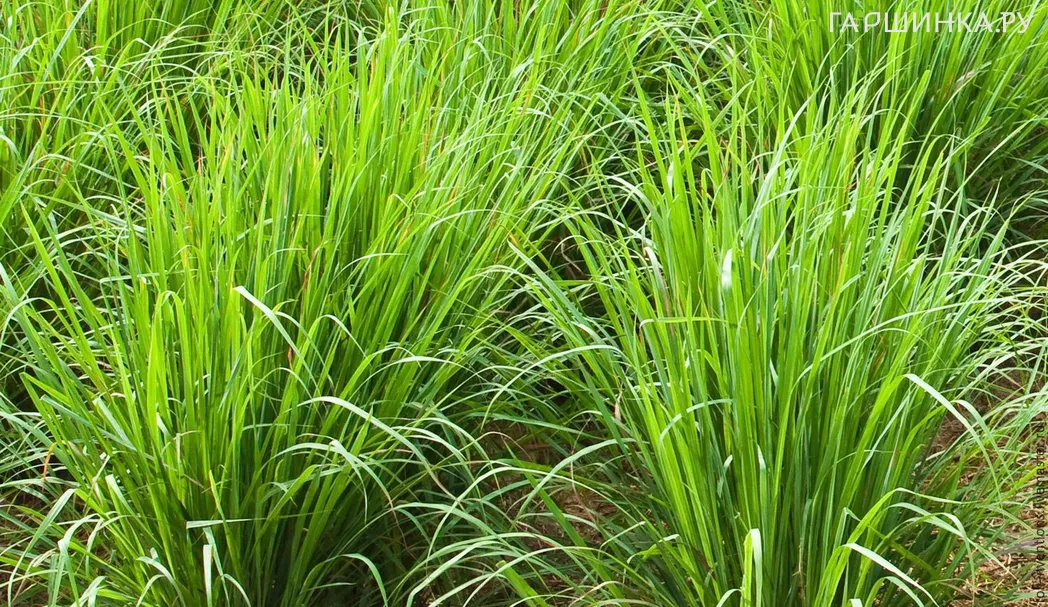 Лимонная трава Цитронелла